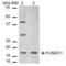 FUN14 Domain Containing 1 antibody, SPC-638D-RPE, StressMarq, Western Blot image 