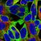 Epsin 1 antibody, HPA061136, Atlas Antibodies, Immunofluorescence image 