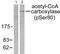 Acetyl-CoA Carboxylase Alpha antibody, PA5-38079, Invitrogen Antibodies, Western Blot image 