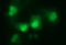 Leucine Zipper And CTNNBIP1 Domain Containing antibody, LS-C787936, Lifespan Biosciences, Immunofluorescence image 