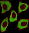 14-3-3 protein zeta/delta antibody, M01141-2, Boster Biological Technology, Immunofluorescence image 
