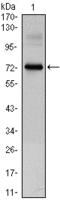 Clock Circadian Regulator antibody, STJ97961, St John