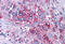 P2Y purinoceptor 4 antibody, MBS247357, MyBioSource, Immunohistochemistry frozen image 