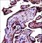 Complement C9 antibody, LS-C168207, Lifespan Biosciences, Immunohistochemistry paraffin image 