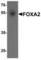 HNF-3-beta antibody, LS-C201056, Lifespan Biosciences, Western Blot image 