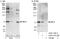 Maternal Embryonic Leucine Zipper Kinase antibody, A303-136A, Bethyl Labs, Western Blot image 
