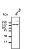 Cadherin 1 antibody, orb11613, Biorbyt, Western Blot image 
