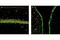 Ribosomal Protein S6 antibody, 4854S, Cell Signaling Technology, Flow Cytometry image 