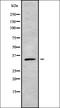 G Protein Signaling Modulator 2 antibody, orb338336, Biorbyt, Western Blot image 
