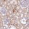 Inner Membrane Mitochondrial Protein antibody, NBP2-38285, Novus Biologicals, Immunohistochemistry frozen image 