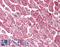 Karyopherin Subunit Alpha 3 antibody, LS-B2289, Lifespan Biosciences, Immunohistochemistry frozen image 