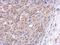 Mitochondrial Ribosomal Protein S10 antibody, NBP2-19409, Novus Biologicals, Immunohistochemistry frozen image 