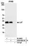 Linker For Activation Of T Cells antibody, A305-893A-M, Bethyl Labs, Immunoprecipitation image 