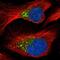 Procollagen C-proteinase enhancer 1 antibody, NBP2-55270, Novus Biologicals, Immunofluorescence image 