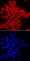 Zinc Finger Homeobox 3 antibody, AF7384, R&D Systems, Immunofluorescence image 