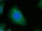 Creatine kinase M-type antibody, 60177-1-Ig, Proteintech Group, Immunofluorescence image 