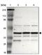 Immunoglobulin Binding Protein 1 antibody, PA5-51429, Invitrogen Antibodies, Western Blot image 