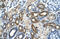 Pyruvate Kinase L/R antibody, ARP41699_T100, Aviva Systems Biology, Immunohistochemistry paraffin image 