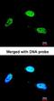 Zinc Finger Protein 398 antibody, orb73389, Biorbyt, Immunofluorescence image 