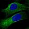 Post-GPI Attachment To Proteins 2 antibody, NBP2-31867, Novus Biologicals, Immunofluorescence image 