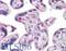 High Mobility Group Box 2 antibody, LS-B4354, Lifespan Biosciences, Immunohistochemistry frozen image 