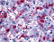 Prostaglandin F Receptor antibody, TA340981, Origene, Immunohistochemistry frozen image 