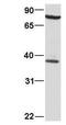 Y-Box Binding Protein 3 antibody, PA1-24366, Invitrogen Antibodies, Western Blot image 