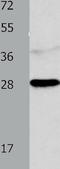 Neurotrophin 4 antibody, TA322527, Origene, Western Blot image 