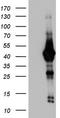 Core histone macro-H2A.2 antibody, TA803388, Origene, Western Blot image 