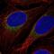 Guanylate cyclase 2G antibody, HPA036760, Atlas Antibodies, Immunofluorescence image 