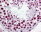 Heterogeneous nuclear ribonucleoprotein H antibody, ARP58479_P050, Aviva Systems Biology, Immunohistochemistry frozen image 