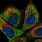 Anaphase Promoting Complex Subunit 16 antibody, HPA037815, Atlas Antibodies, Immunocytochemistry image 