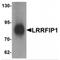 LRR Binding FLII Interacting Protein 1 antibody, MBS151272, MyBioSource, Western Blot image 