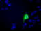 Carnosine N-Methyltransferase 1 antibody, LS-C175778, Lifespan Biosciences, Immunofluorescence image 