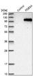 Rod cGMP-specific 3 ,5 -cyclic phosphodiesterase subunit alpha antibody, NBP1-87312, Novus Biologicals, Western Blot image 