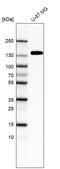 Integrin Subunit Alpha 5 antibody, AMAb91447, Atlas Antibodies, Western Blot image 