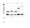 Heat Shock Protein Family B (Small) Member 8 antibody, PA5-79413, Invitrogen Antibodies, Western Blot image 