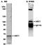 Thyroid Hormone Receptor Interactor 4 antibody, A300-203A, Bethyl Labs, Western Blot image 