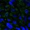 BTB Domain Containing 7 antibody, NBP2-14364, Novus Biologicals, Immunocytochemistry image 