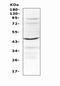 Interleukin 12B antibody, A01152-2, Boster Biological Technology, Western Blot image 