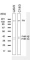 Complement Factor H antibody, GAU 018-03-02, Invitrogen Antibodies, Western Blot image 
