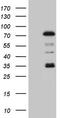 Protein Inhibitor Of Activated STAT 2 antibody, LS-C794353, Lifespan Biosciences, Western Blot image 
