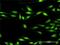 Diacylglycerol Kinase Zeta antibody, H00008525-D01P, Novus Biologicals, Immunofluorescence image 