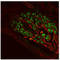 Doublecortin antibody, AP32839PU-N, Origene, Immunofluorescence image 