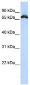 Ribonucleoprotein, PTB Binding 1 antibody, TA343976, Origene, Western Blot image 