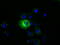 MAGUK p55 subfamily member 3 antibody, LS-C115308, Lifespan Biosciences, Immunofluorescence image 