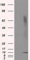 CDGSH Iron Sulfur Domain 1 antibody, LS-C114985, Lifespan Biosciences, Western Blot image 