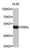 Drebrin-like protein antibody, STJ23342, St John