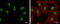 SIN3 Transcription Regulator Family Member B antibody, GTX116417, GeneTex, Immunofluorescence image 