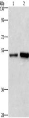 Synaptotagmin-4 antibody, CSB-PA193423, Cusabio, Western Blot image 